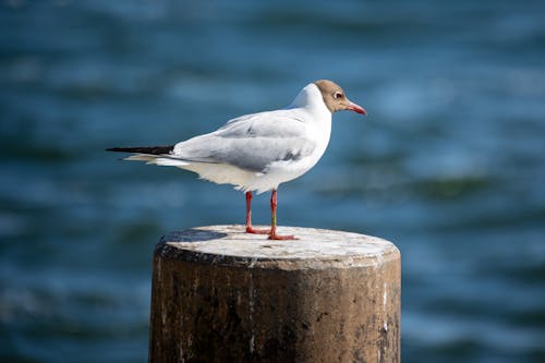 Kostnadsfri bild av djurfotografi, fågel, hav