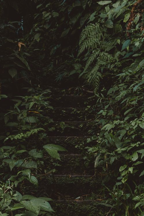 Free Moss-covered stone stairs surrounded by lush green plants and ferns, captured outdoors in Curitiba, Brazil. Stock Photo