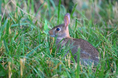 Free A Eastern Cottontail Rabbit quietly rests in a lush green meadow in Dover, Tennessee. Stock Photo