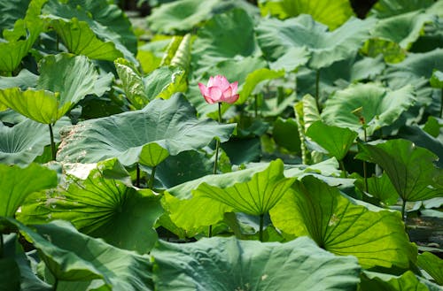 Free Single Lotus Flower among Plants Stock Photo