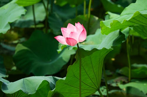 Free Lotus Flower among Plants Stock Photo