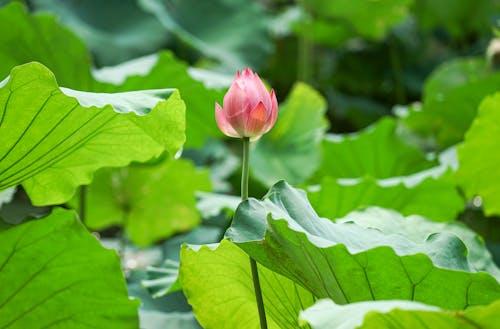 Free Plants Leaves around Single Lotus Flower Stock Photo