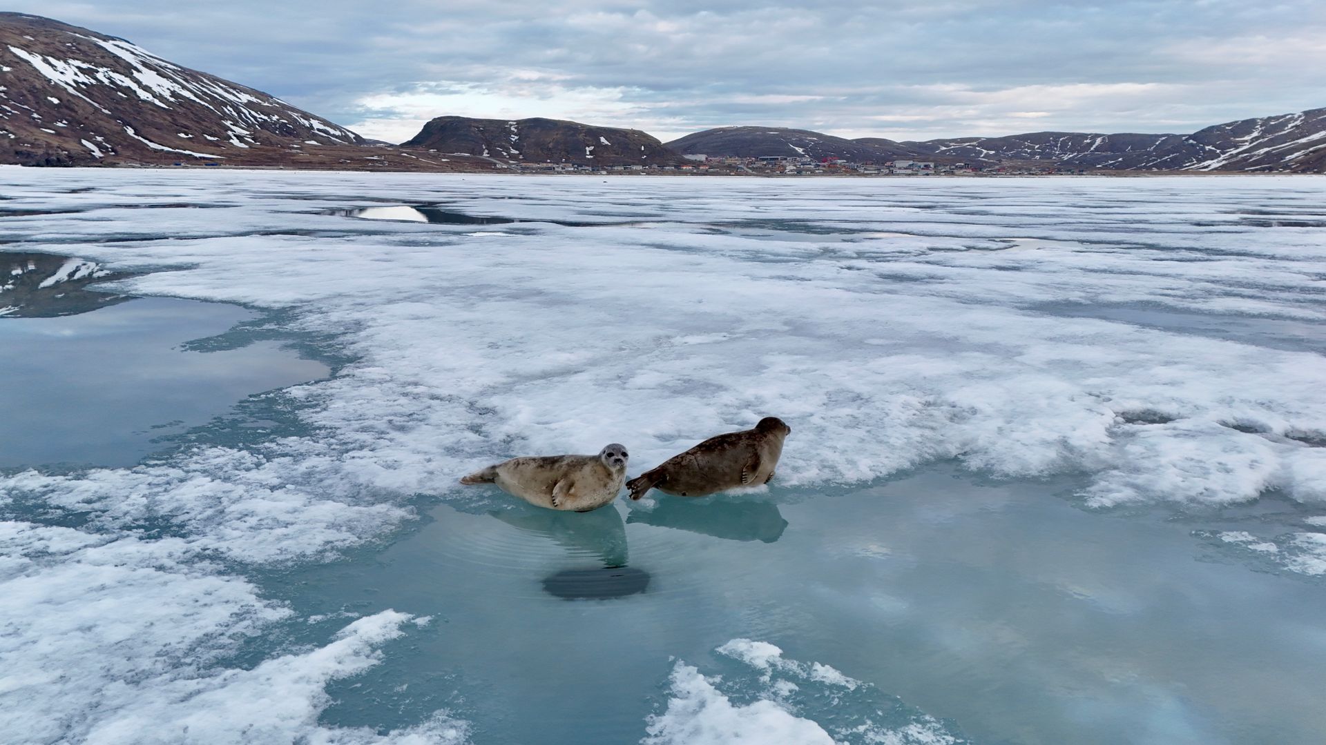 Seals on Sea Coast in Winter