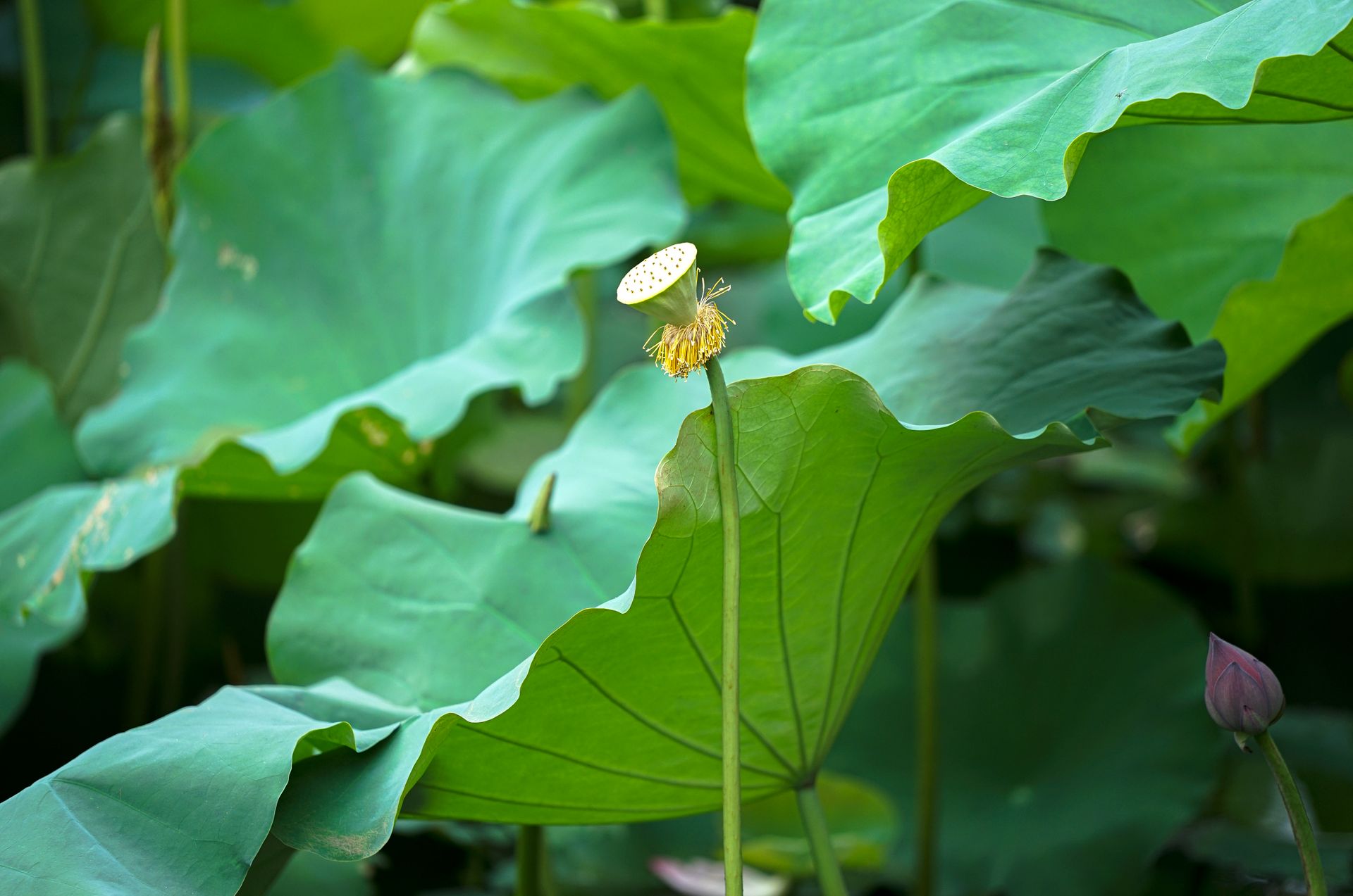 Close-up of lush green lotus leaves and a seed pod in a serene outdoor environment.