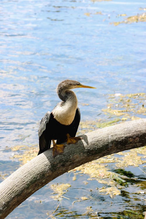 Free Florida heron Stock Photo