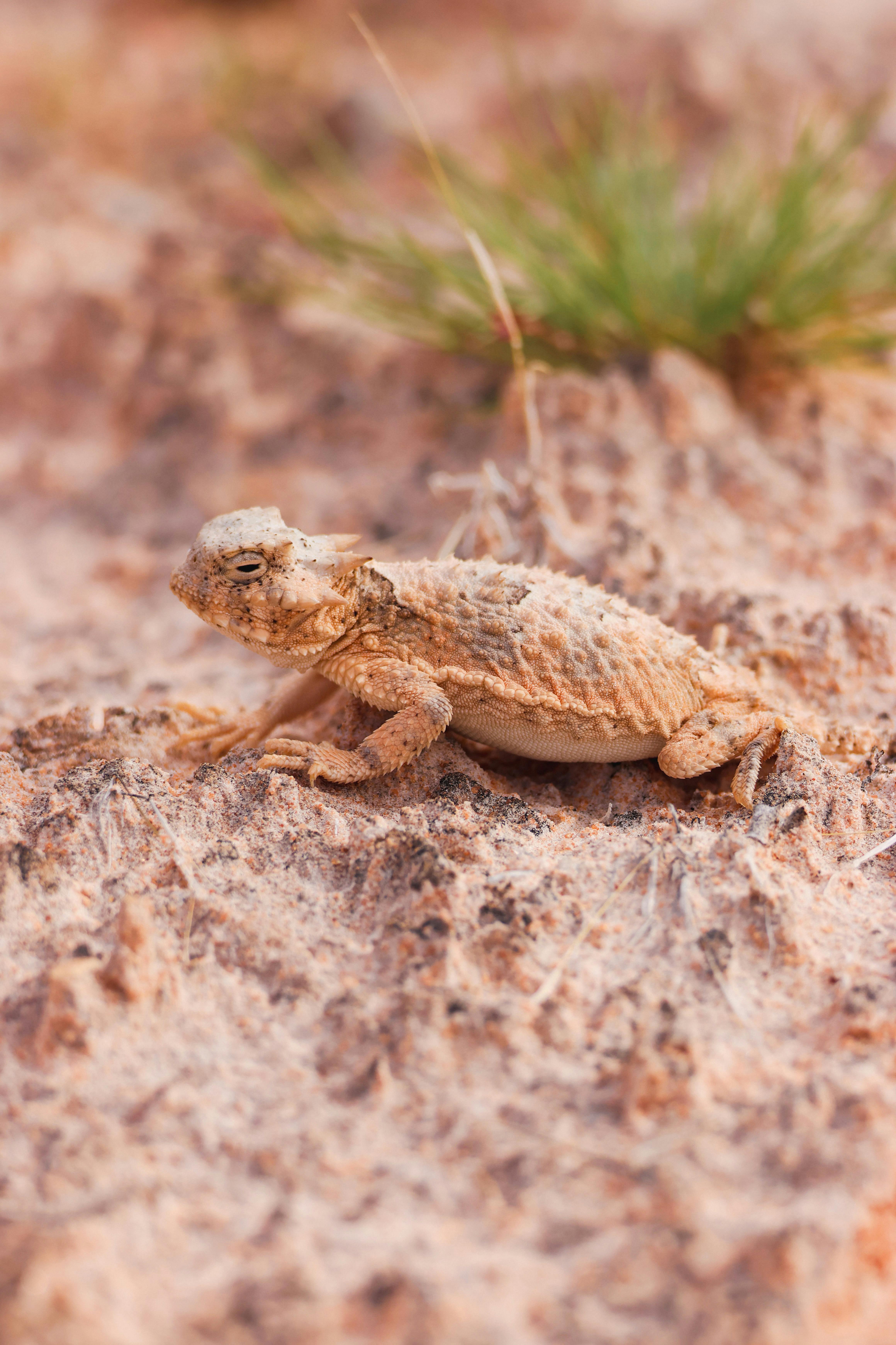 a desert horned lizard