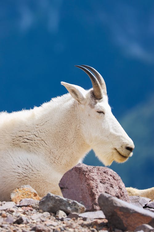 Free smiling mountain goat Stock Photo