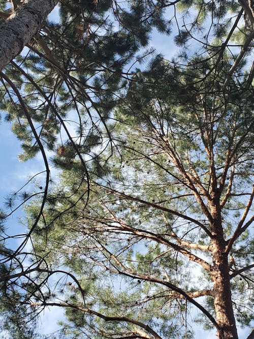 Immagine gratuita di albero rosso, cielo azzurro, idaho