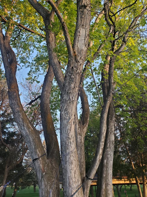 Immagine gratuita di abbaiare, albero, cielo azzurro