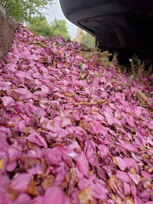 Immagine gratuita di petali di fiori, rosa, tappeto