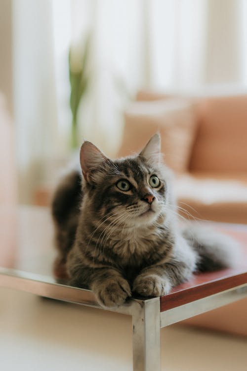 A gray cat sitting on a table in front of a couch