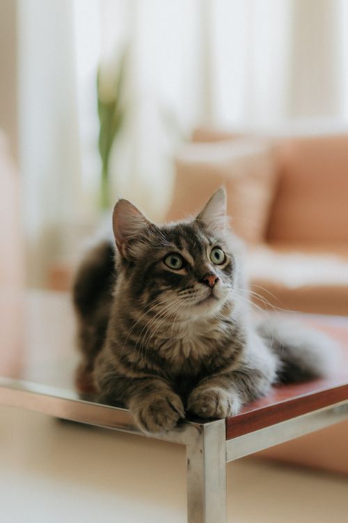 Free Charming tabby cat peacefully resting indoors on a glass coffee table. Stock Photo