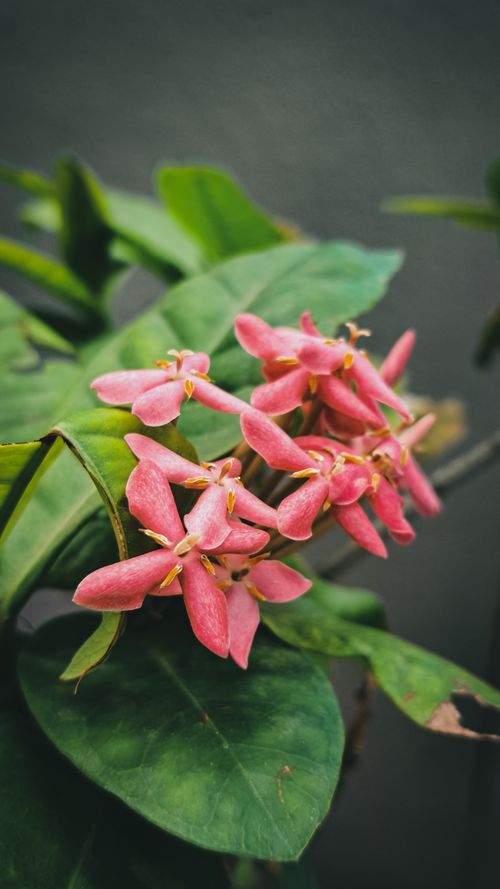Free Vibrant pink Ixora coccinea flowers in bloom with lush green leaves. Captured outdoors in Kanniyakumari, India. Stock Photo