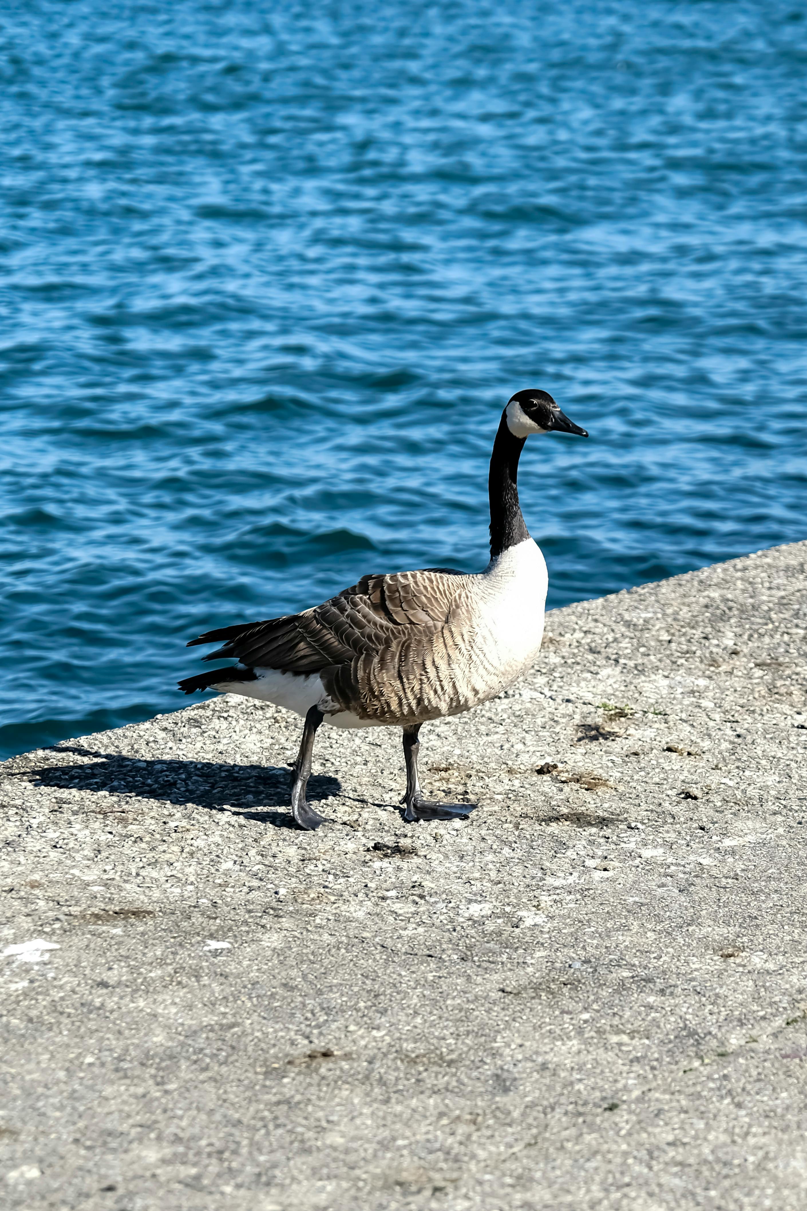 A solitary Canada goose stands on a pier by the water. Perfect for nature lovers.