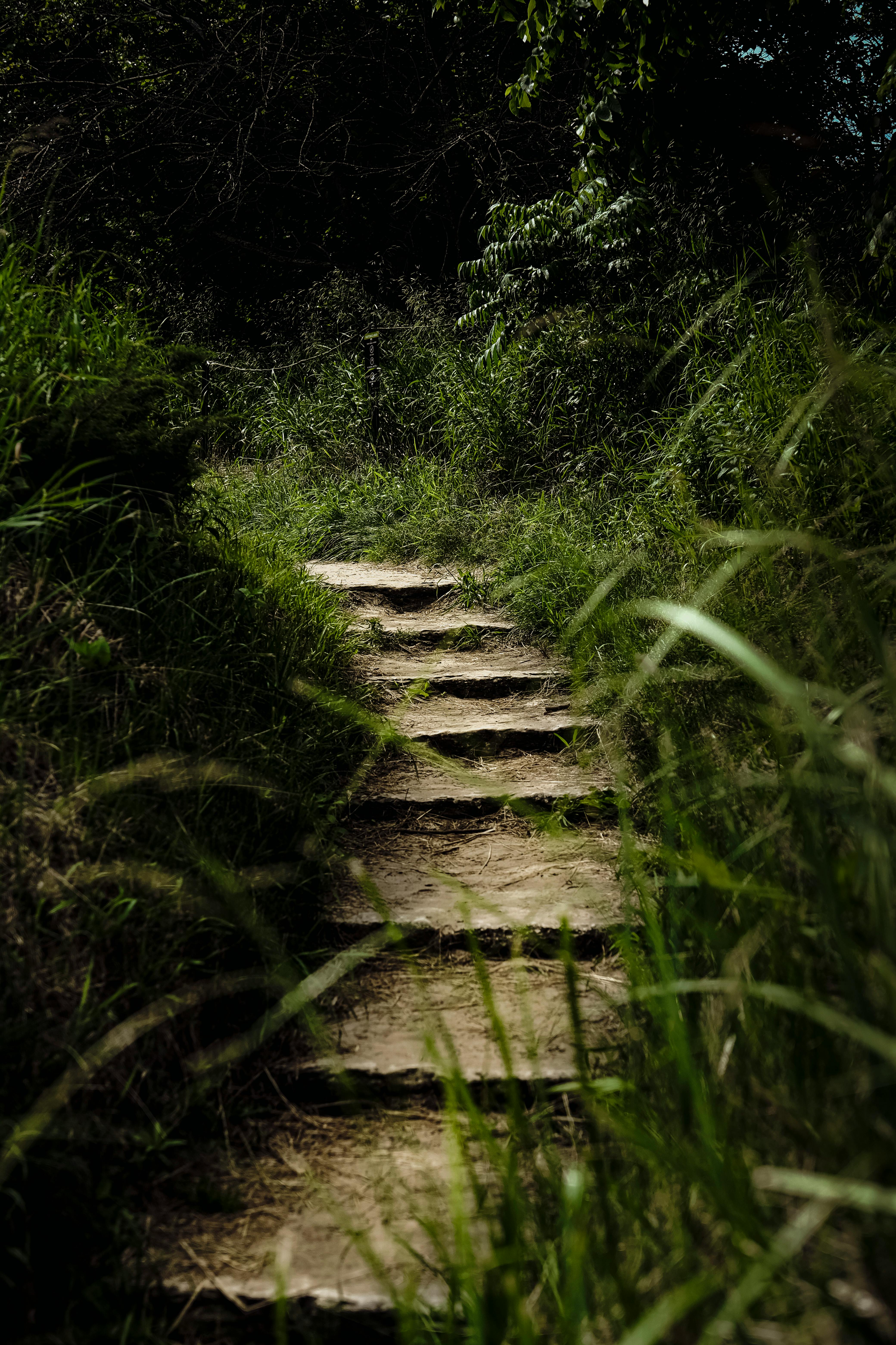 Lush greenery surrounds a serene forest pathway with rustic stone steps.