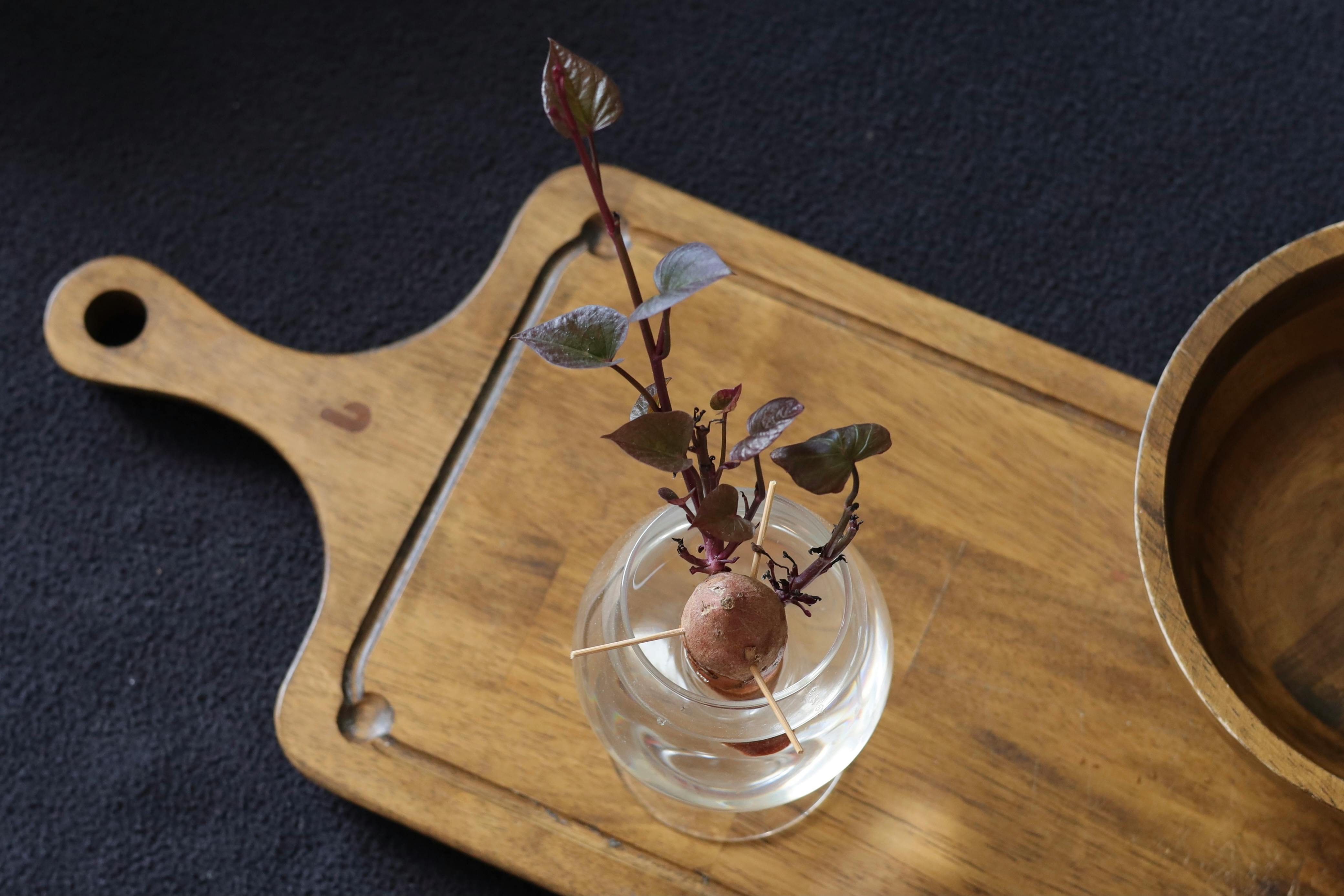 Sweet potato vine sprouting in water, placed on a wooden tray with a black background.