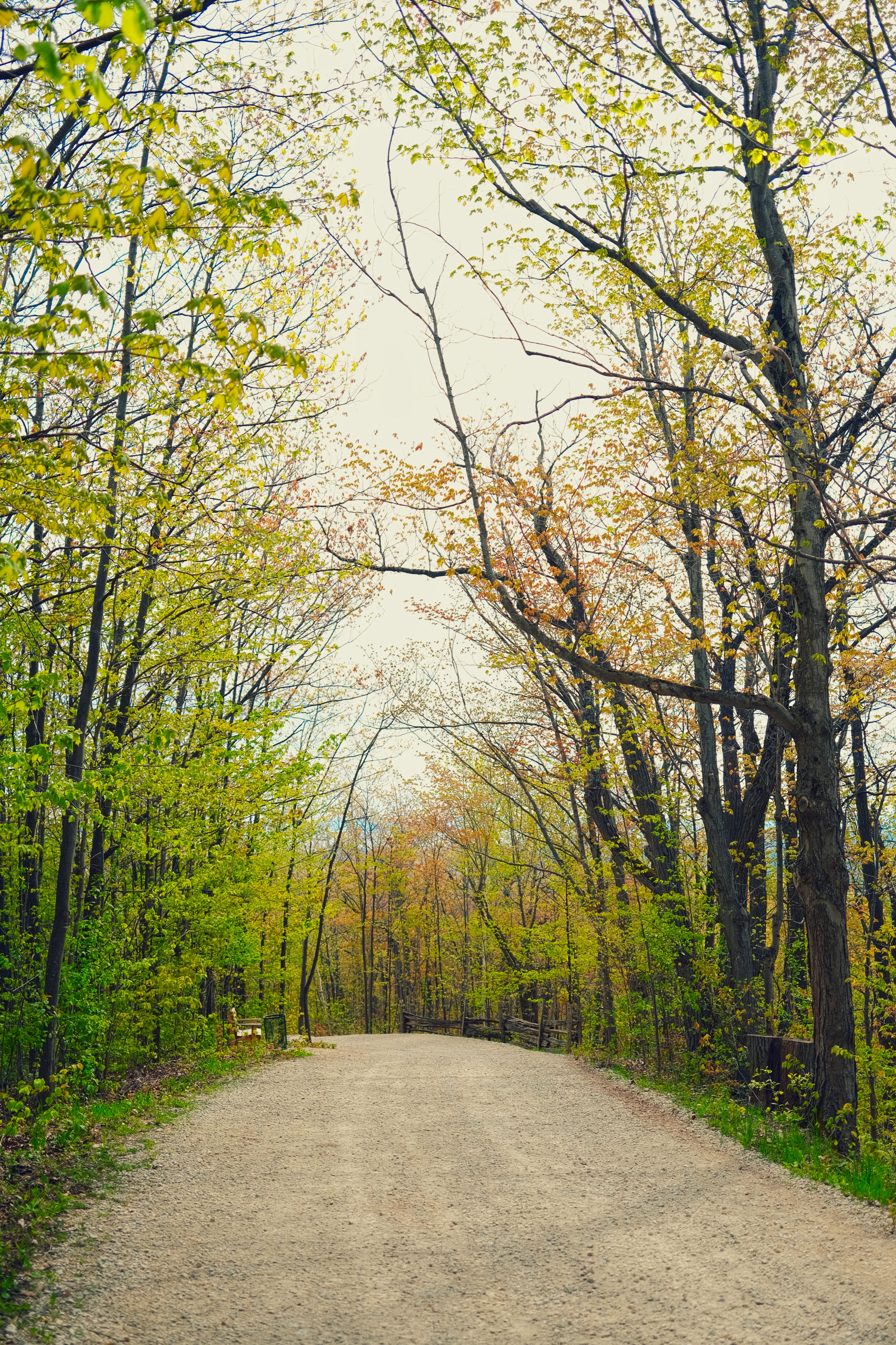 Silent Spring Walk with Forest