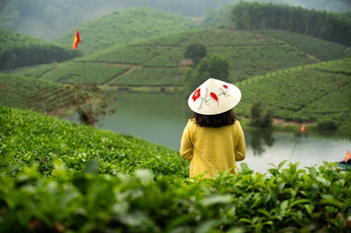 bitki, Çay, dağ içeren Ücretsiz stok fotoğraf