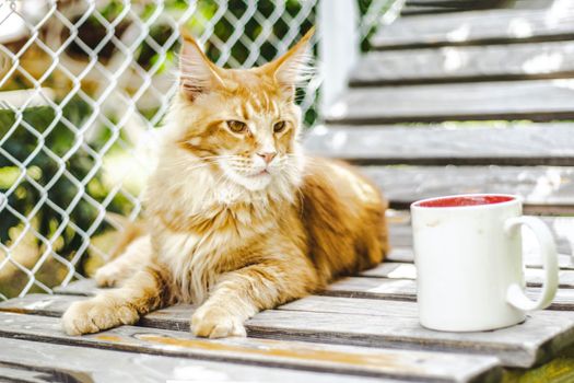 一只优雅的缅因浣熊猫懒洋洋地躺在户外木甲板上，手里拿着一个白色的杯子