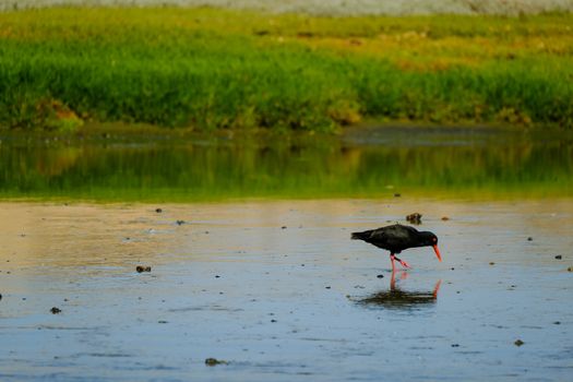 An Oystercatcher Standing in a Body of Water 