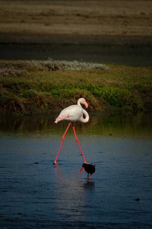 Ilmainen kuvapankkikuva tunnisteilla allas, everglades, flamingo