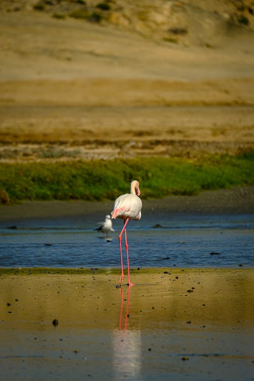 Ilmainen kuvapankkikuva tunnisteilla allas, auringonlasku, flamingo