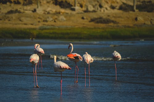 Ilmainen kuvapankkikuva tunnisteilla allas, flamingo, heijastus