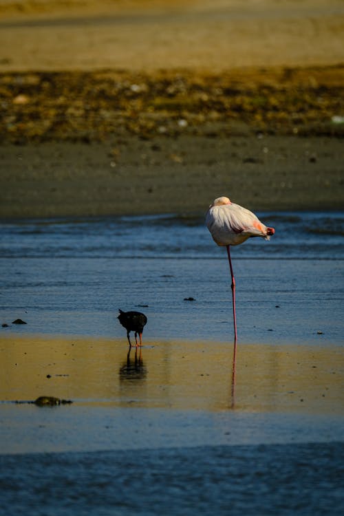Ilmainen kuvapankkikuva tunnisteilla auringonlasku, eläin, flamingo