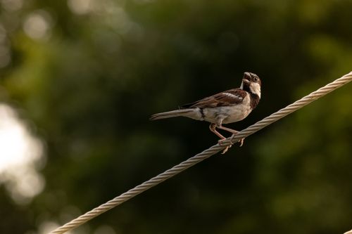 Free A sparrow perched on a wire against a blurred green background, showcasing nature's tranquility. Stock Photo
