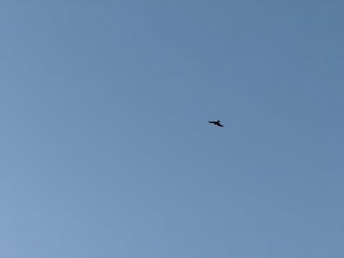 Foto d'estoc gratuïta de ocell volador