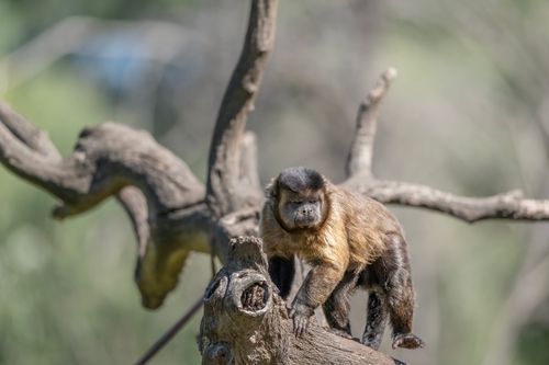 Free A capuchin monkey perched on a tree branch in a natural setting. Stock Photo