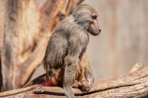 Foto profissional grátis de babuíno, foco seletivo, fotografia animal