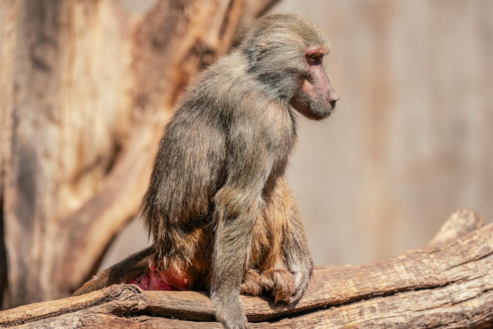 Baboon Monkey Ass Photos, Download The BEST Free Baboon Monkey Ass