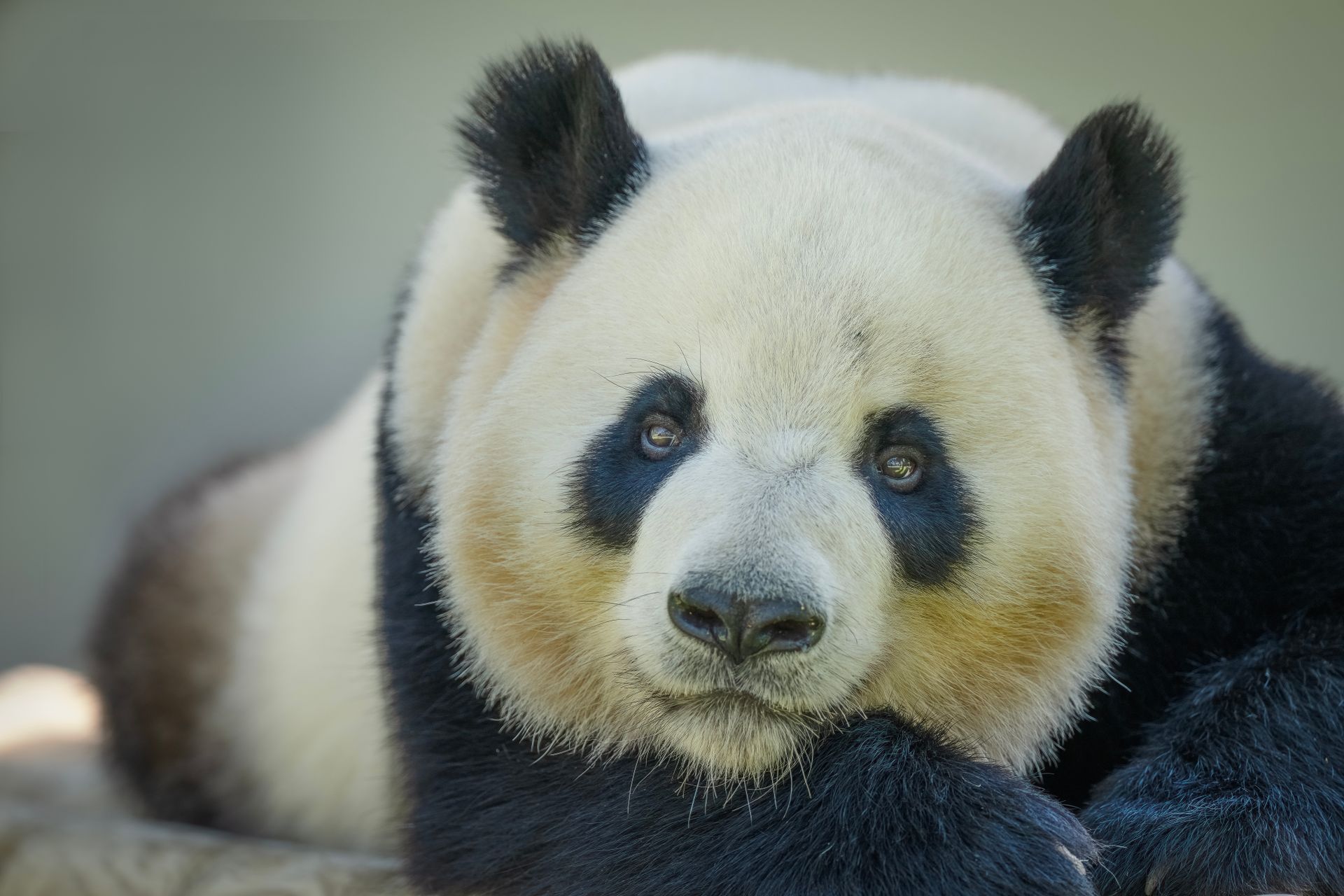 Selective Focus of Panda