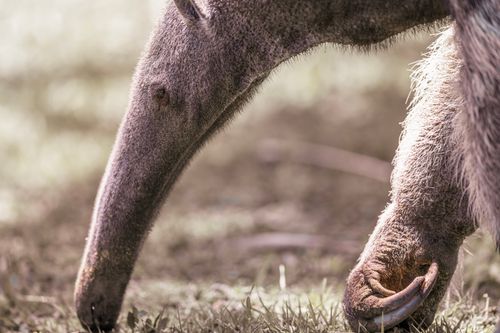 Free Detailed close-up of a giant anteater foraging in a grassy field. Stock Photo