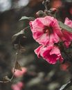 白天特写的新鲜粉色芙蓉花上挂着水滴