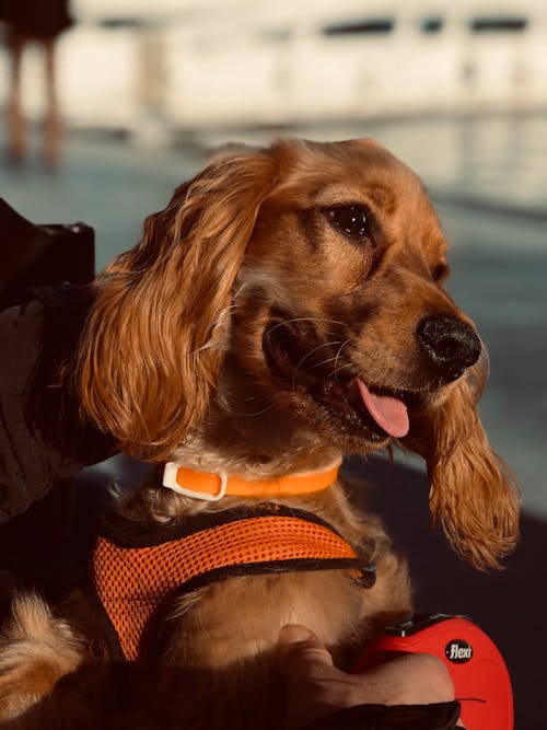 Close-Up Photo of Spaniel Dog