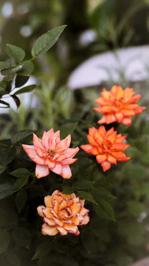 A close up of some orange flowers in a pot