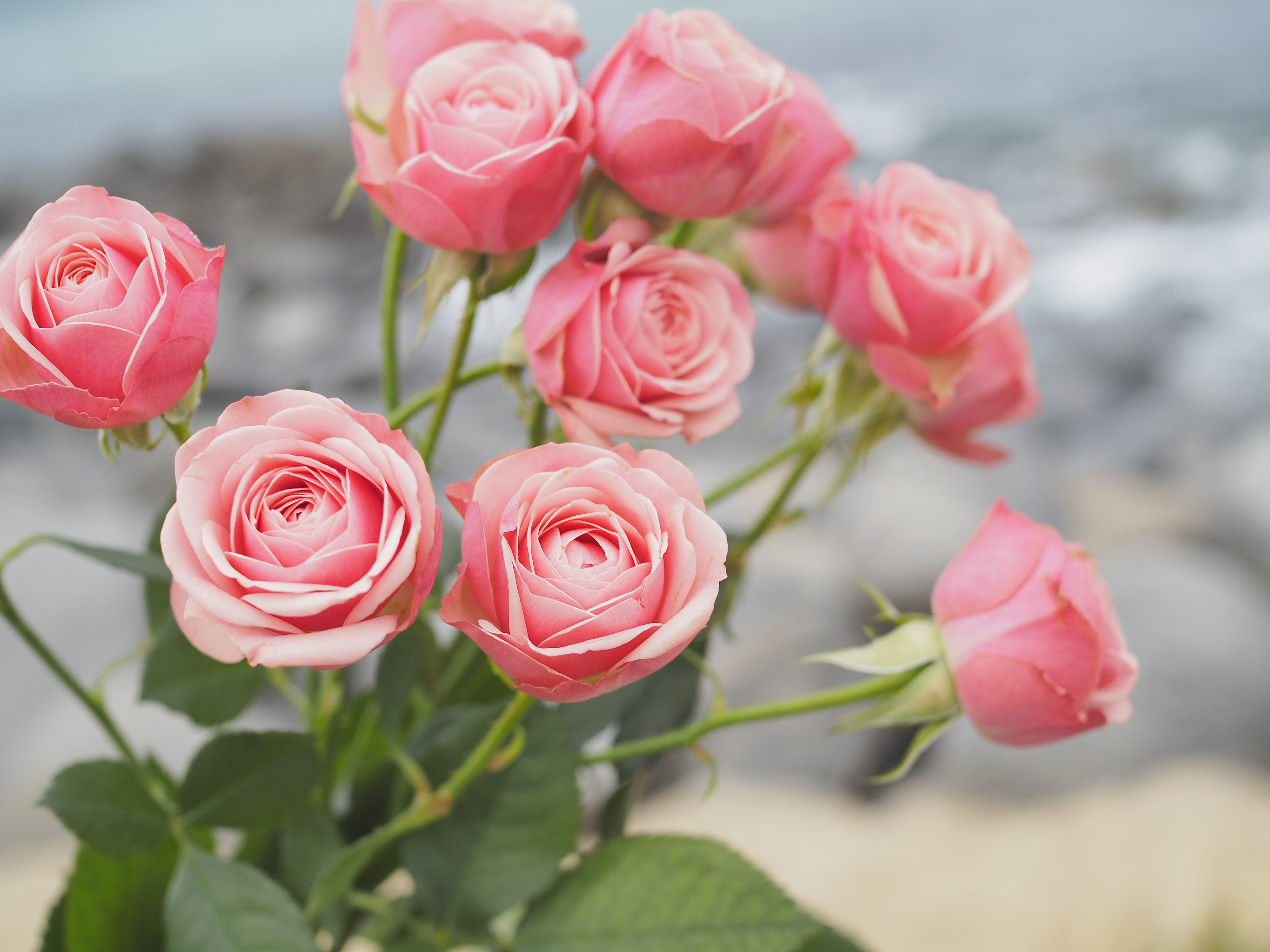 Close-up of a pink rose bouquet against a blurred outdoor background, radiating natural beauty.
