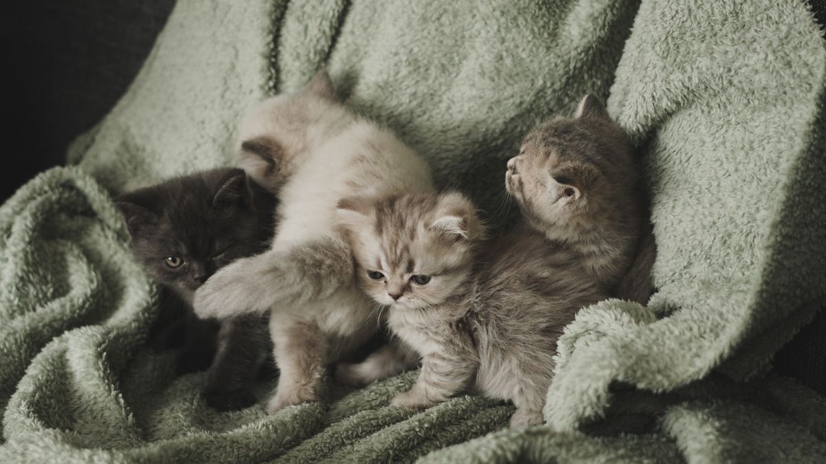 Chatons blottis sur une couverture douce