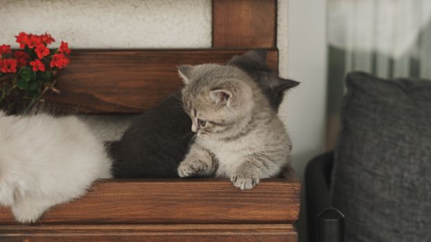 Cute tabby kittens sitting on a wooden bench with red flowers beside them.