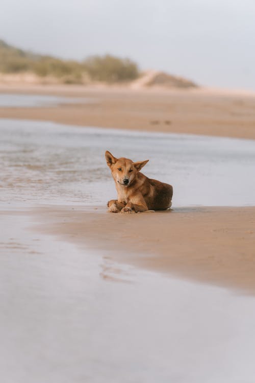 A dog sitting on the beach near water