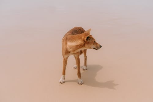 A dog standing on the beach in the middle of the ocean