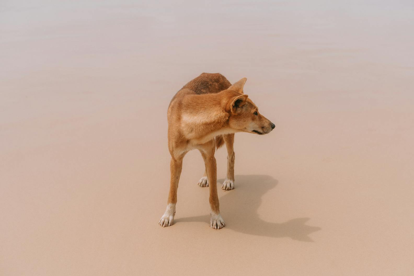 Unveiling the Elusive Dingo: Biology, Behavior, and Habitat