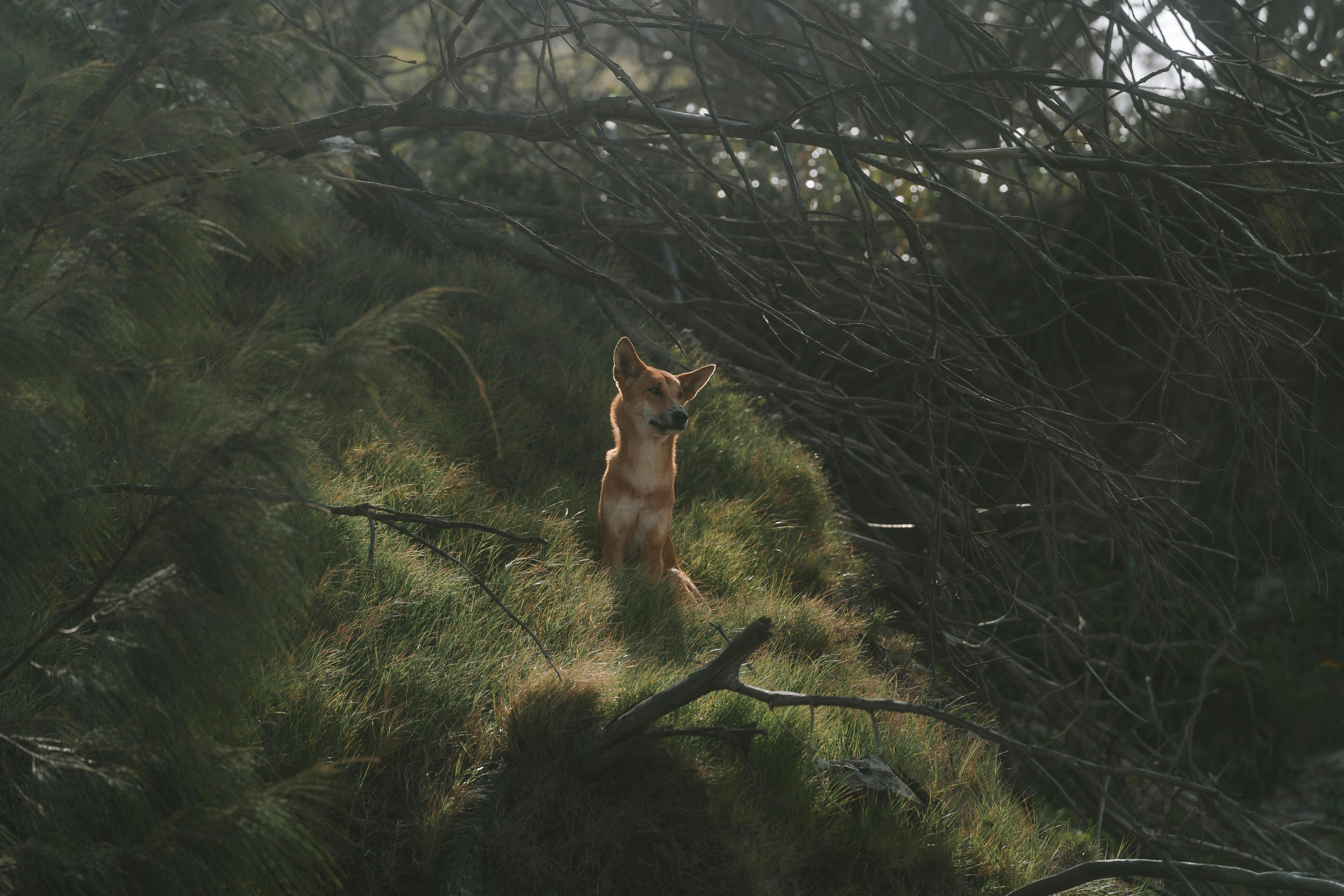 Dingo in Summer