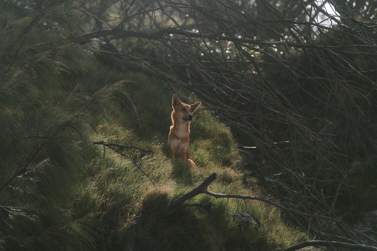 Australian Dingo: Facts, Habitat, and Behavior Insights