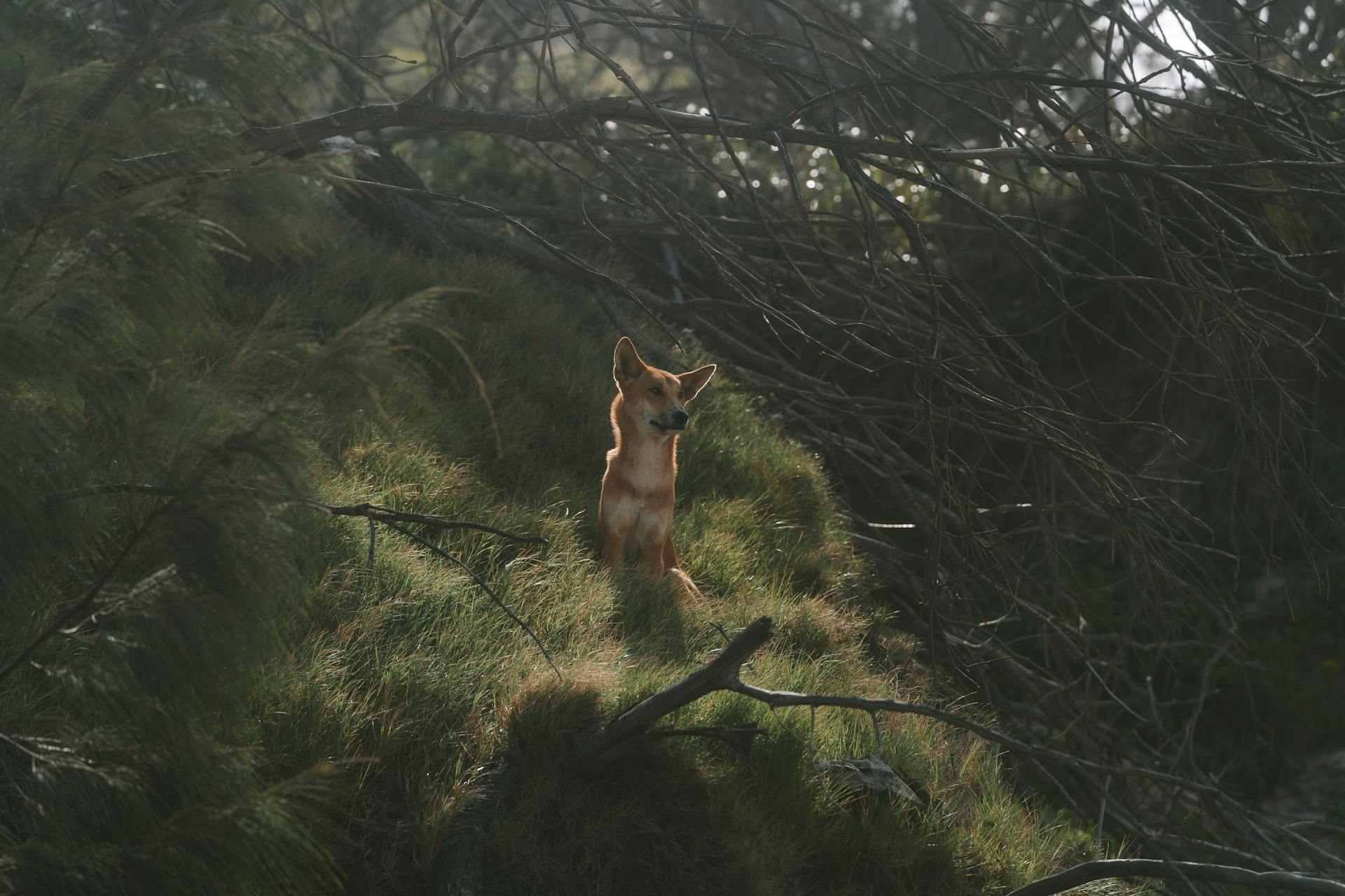 Dingo in Summer