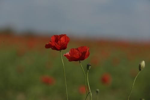 Základová fotografie zdarma na téma červené, květy, léto