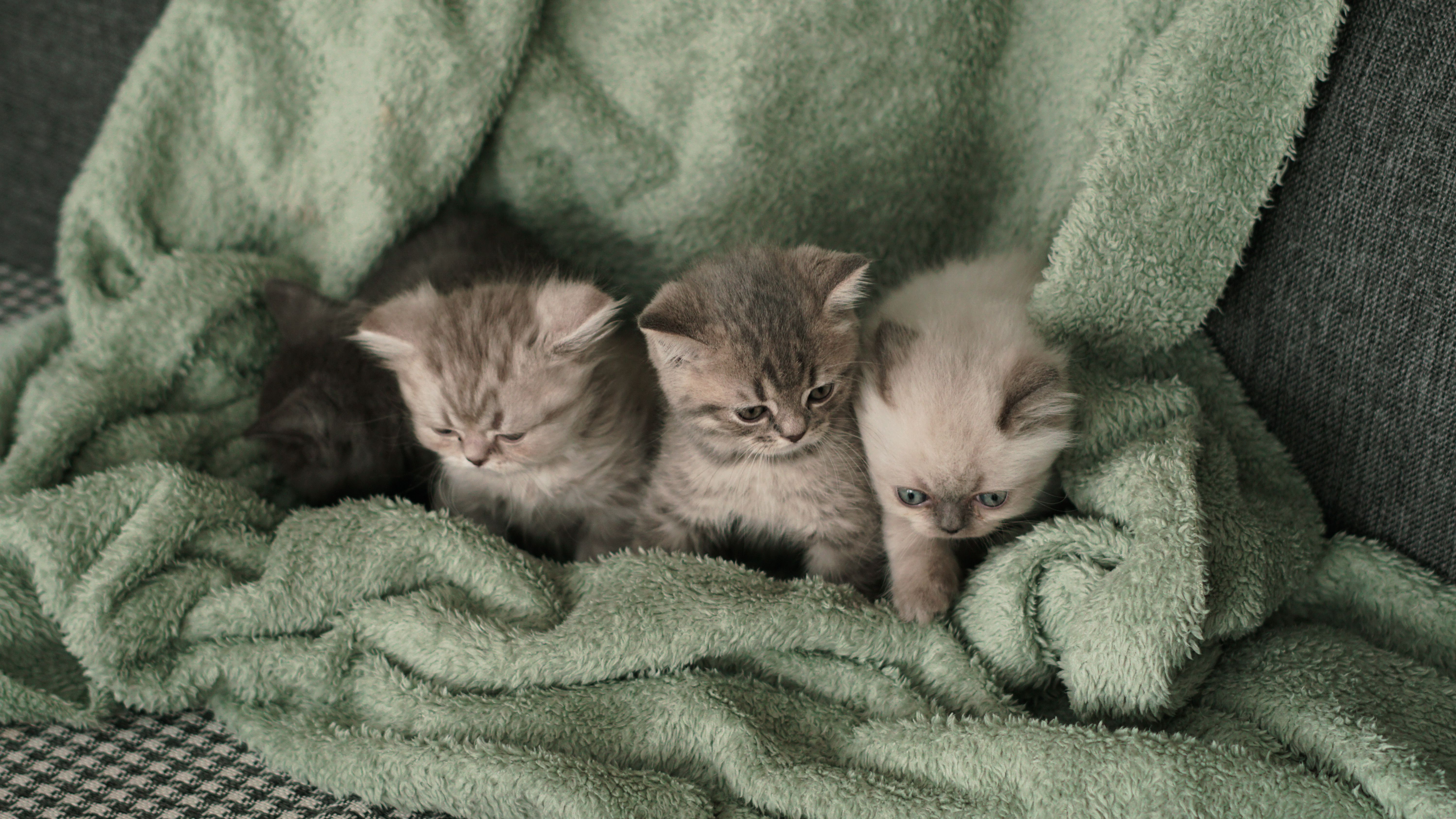 Securing the best pet insurance for kittens UK 2026