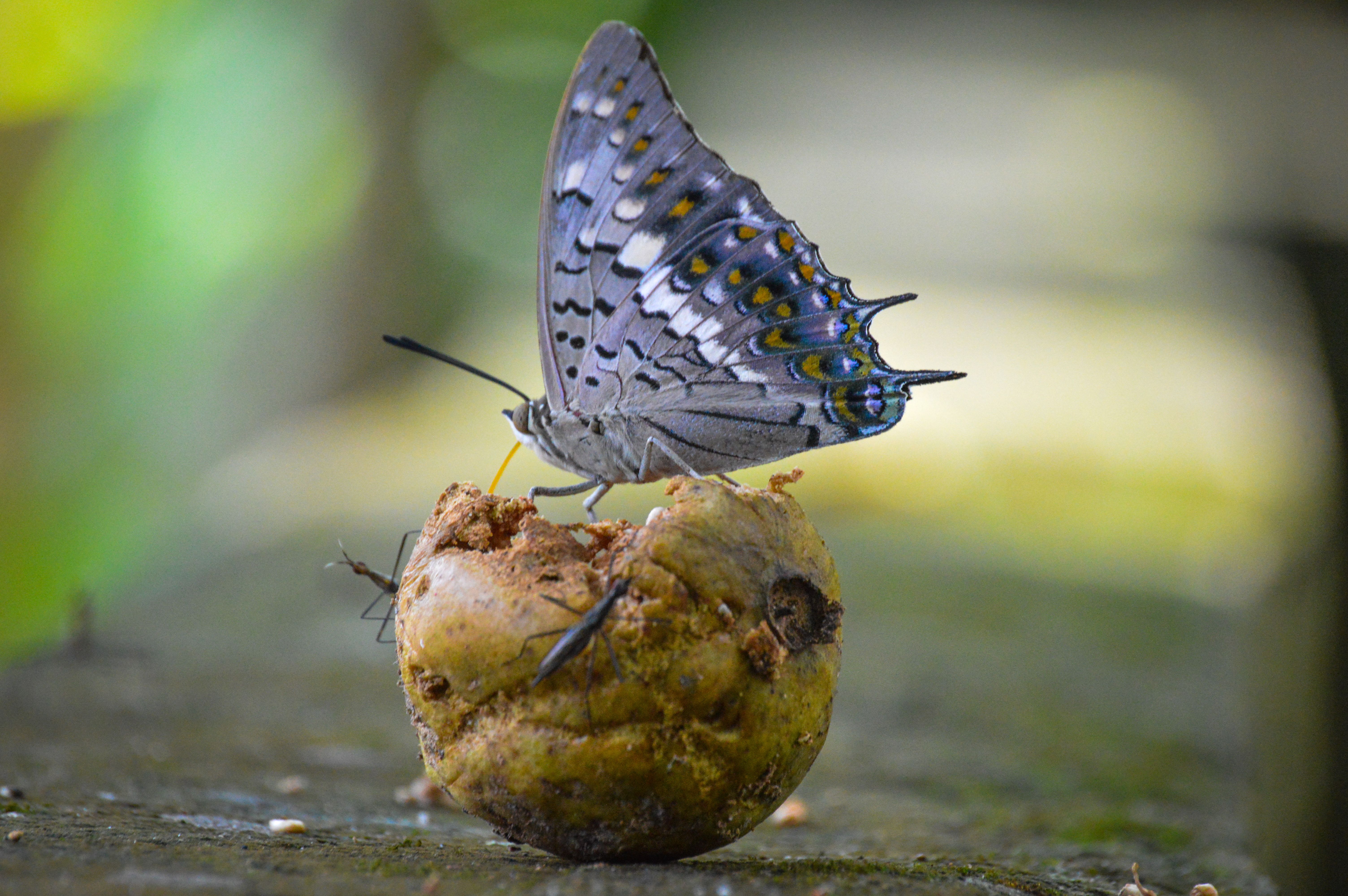 Close-up of a Charaxes butterfly perched on a decaying fruit, showcasing its intricate wing patterns.
